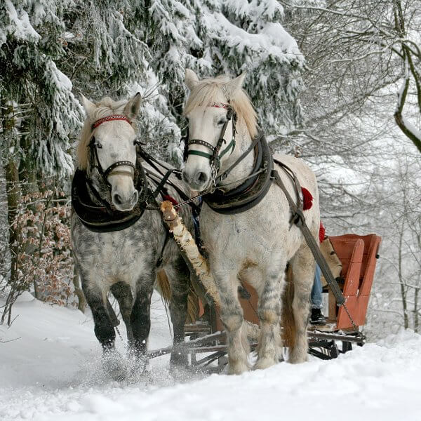 Pferdekutschenfahrt im Winter